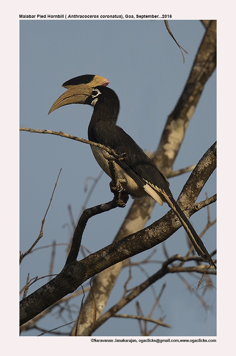 Malabar Pied-Hornbill - Saravanan Janakarajan