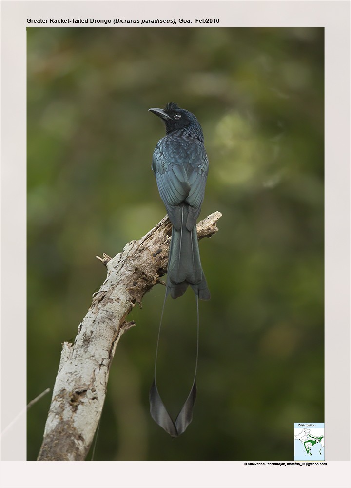 Greater Racket-tailed Drongo - ML617216612
