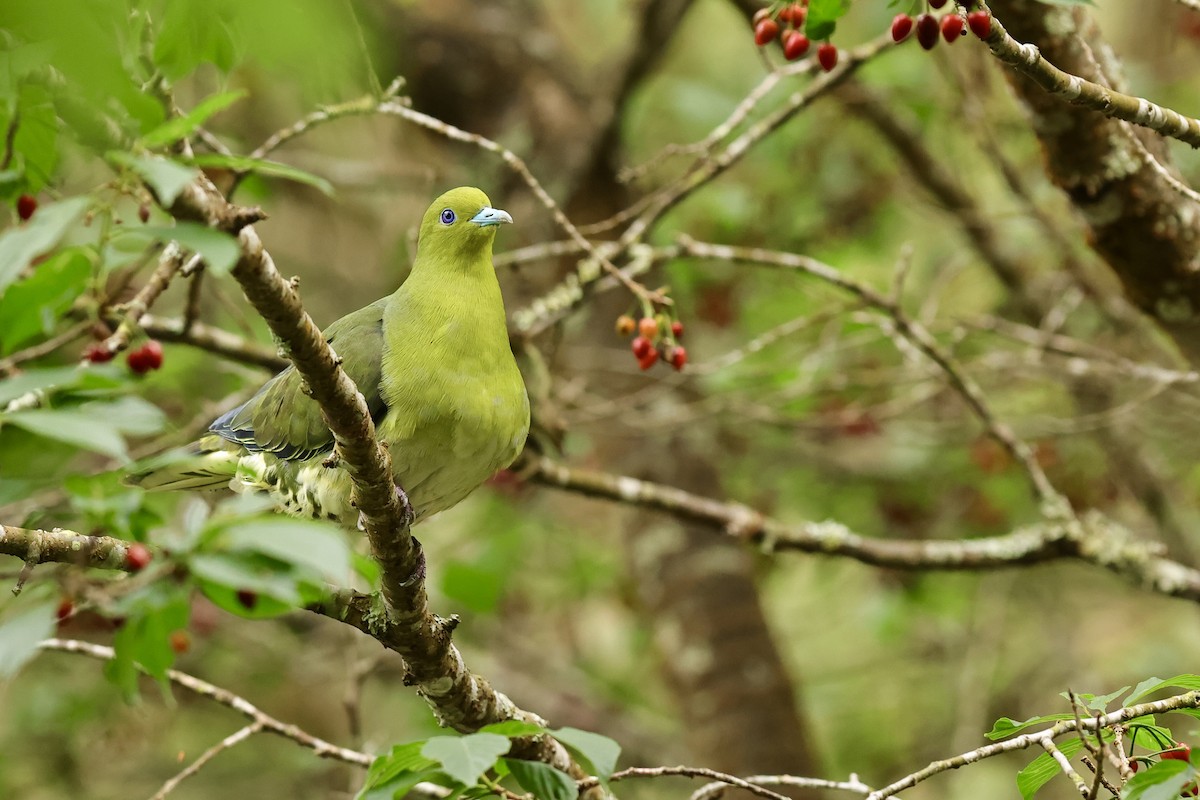 White-bellied Green-Pigeon - ML617216613