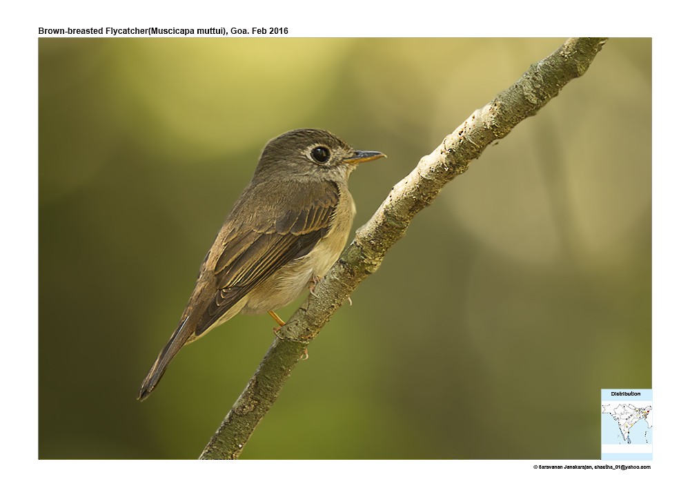 Brown-breasted Flycatcher - ML617216623