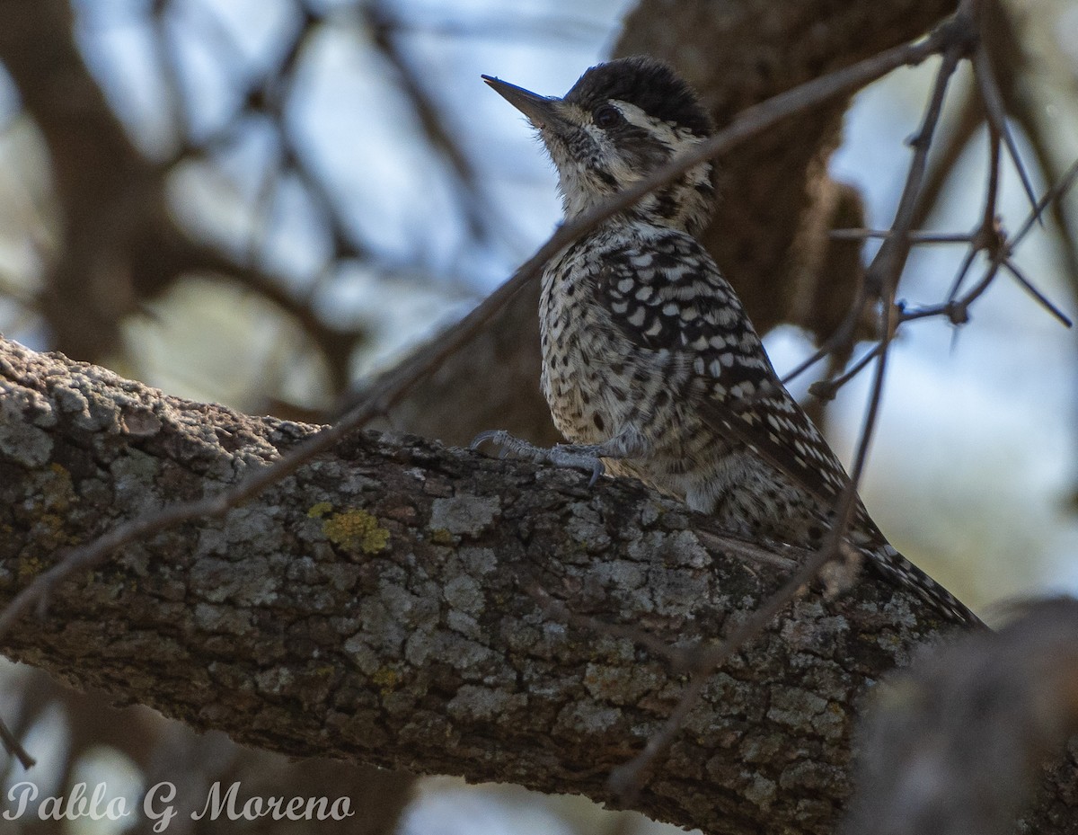 Checkered Woodpecker - ML617216632