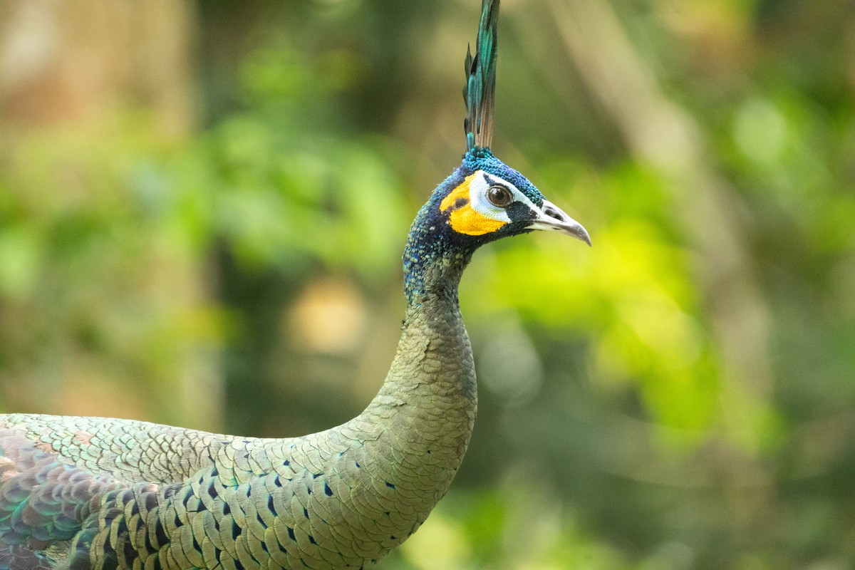 Green Peafowl - ordinary birder