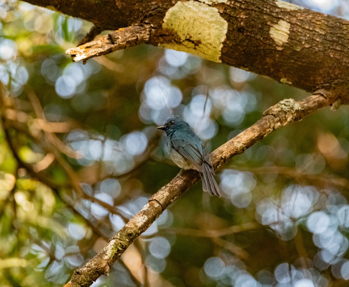 White-bellied Blue Flycatcher - Arun Raghuraman