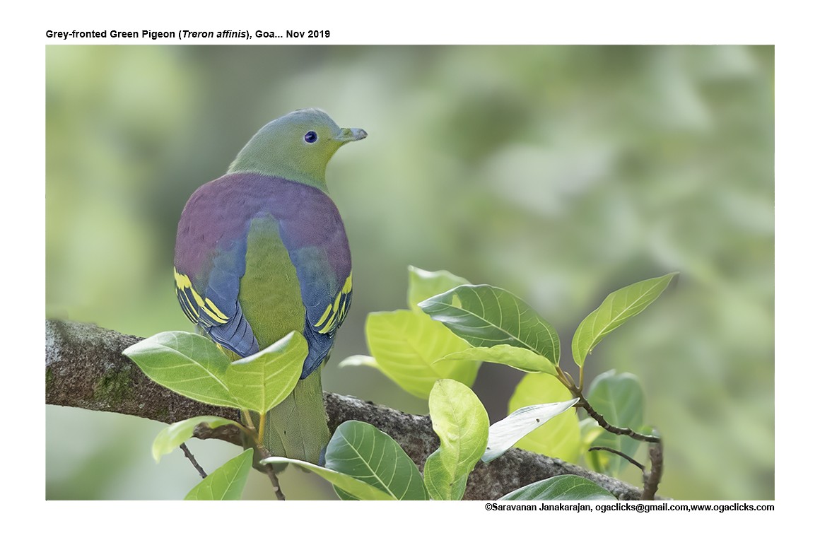 Gray-fronted Green-Pigeon - ML617216913