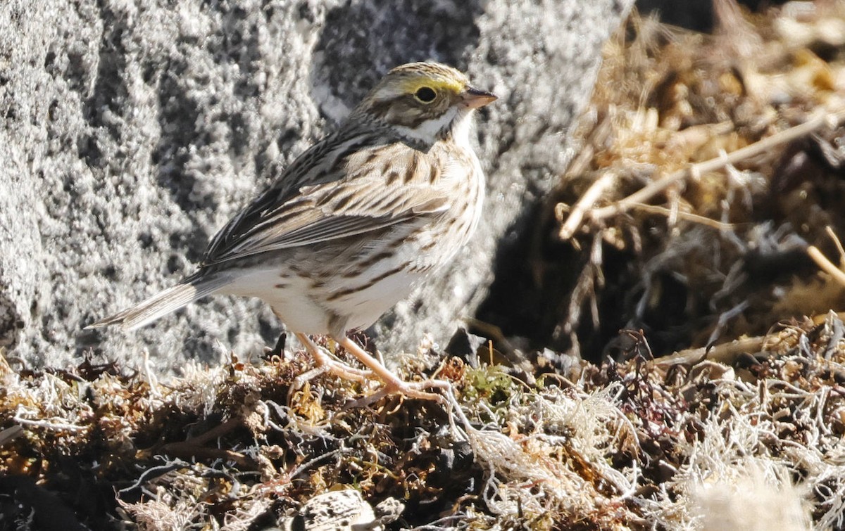 Savannah Sparrow (Ipswich) - ML617216986