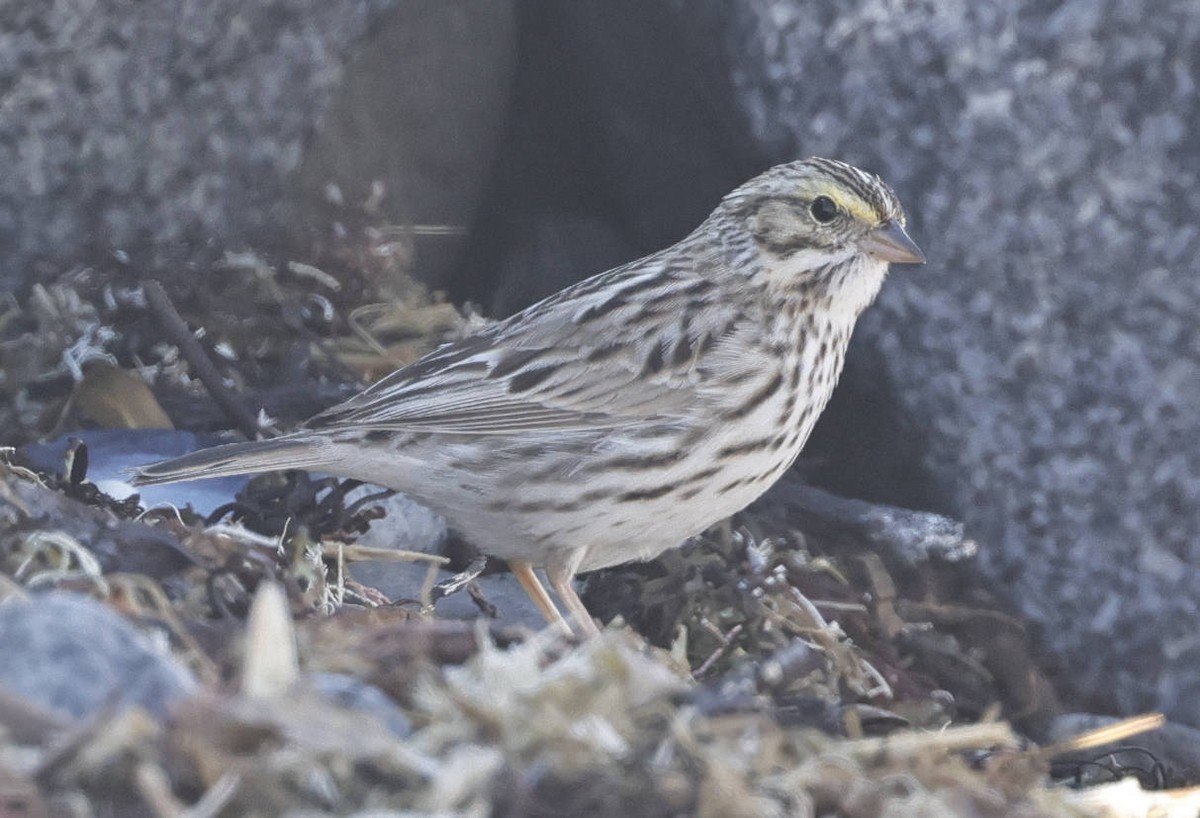 Savannah Sparrow (Ipswich) - ML617217002