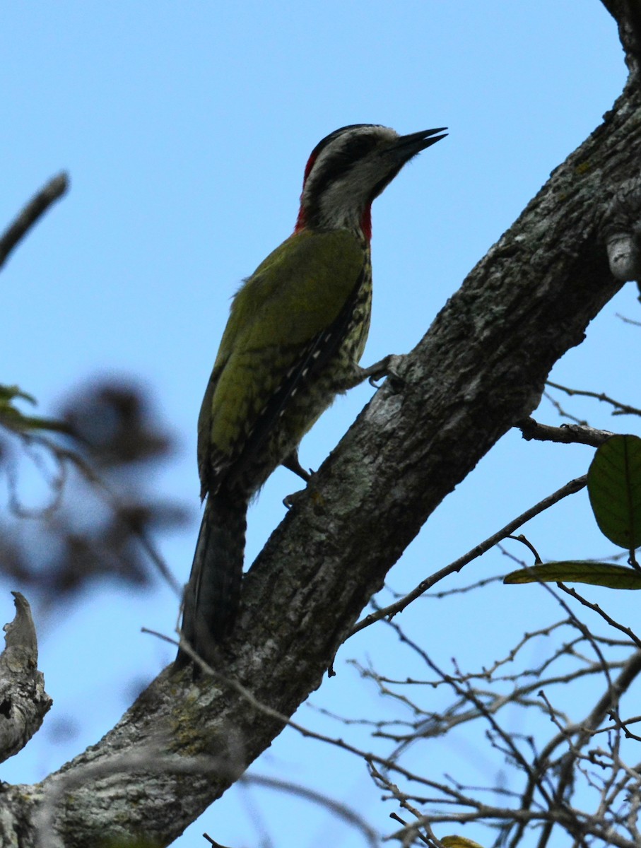 Cuban Green Woodpecker - ML617217018