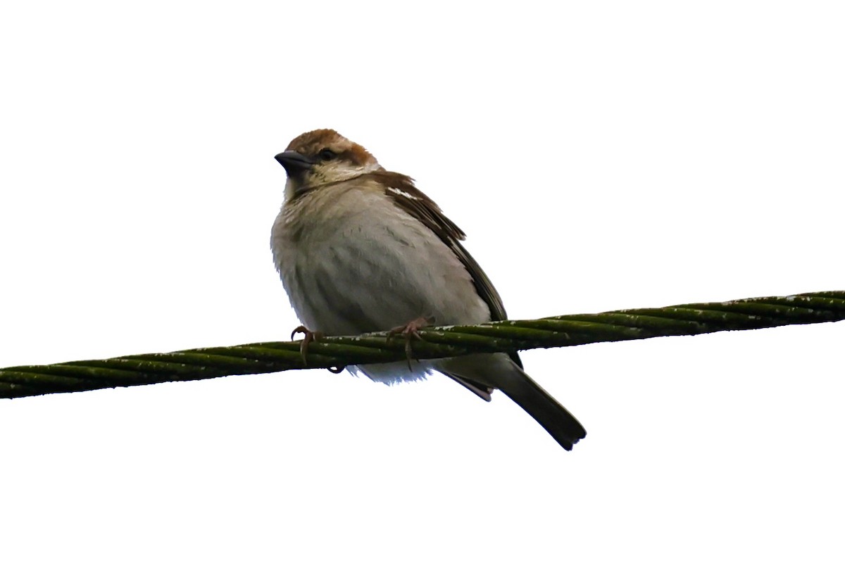 Russet Sparrow - ML617217057