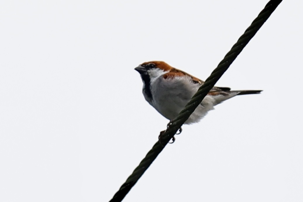 Russet Sparrow - ML617217058