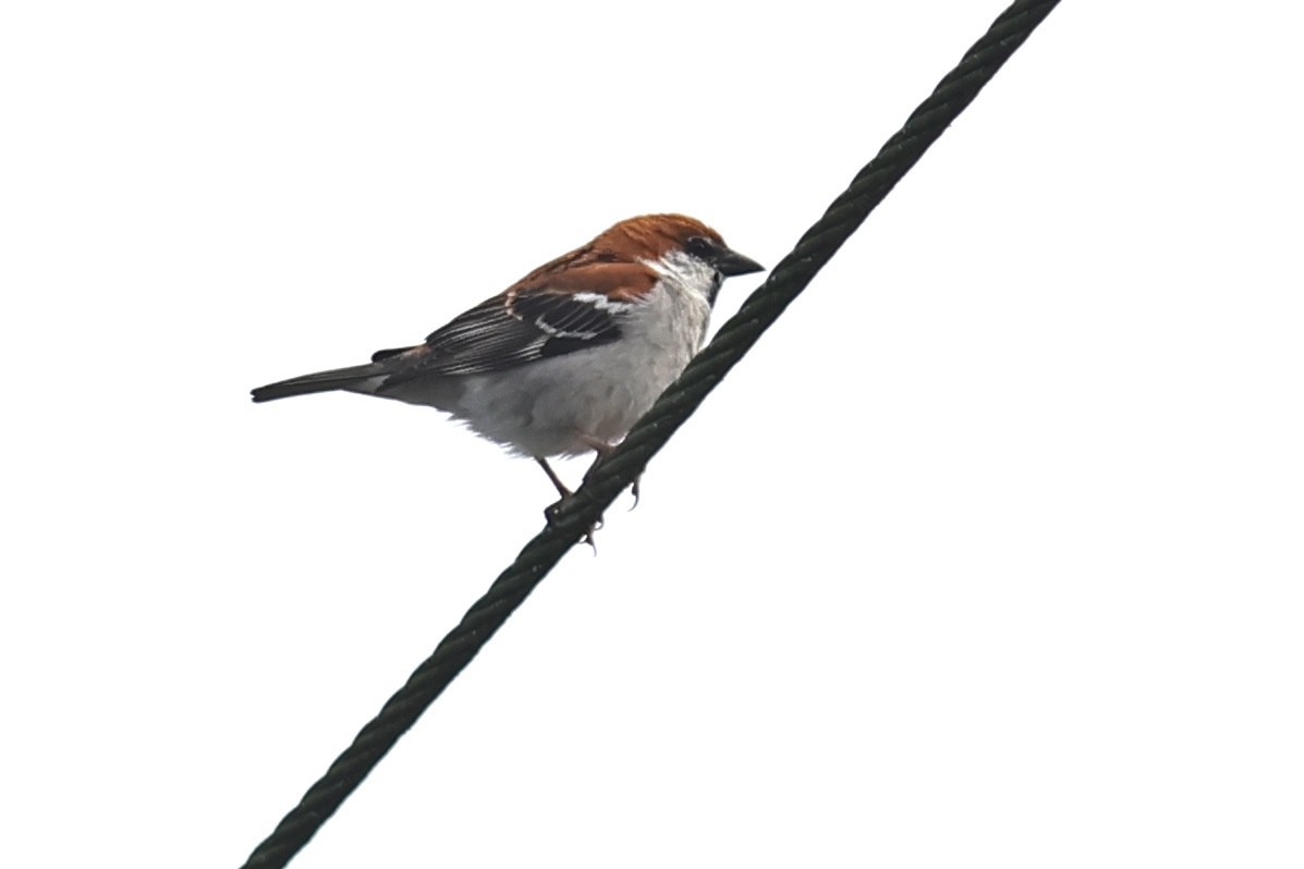 Russet Sparrow - Anonymous