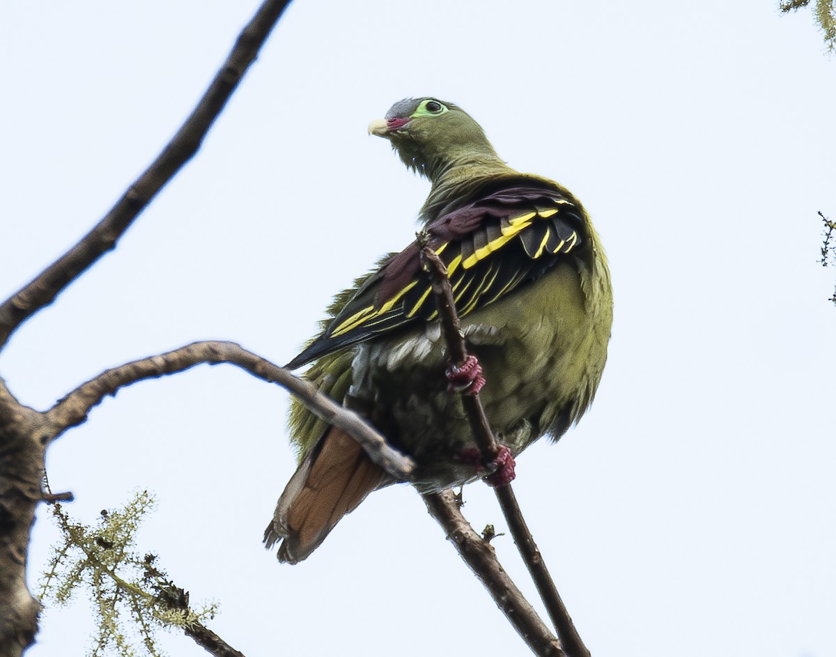 Thick-billed Green-Pigeon - ML617217073