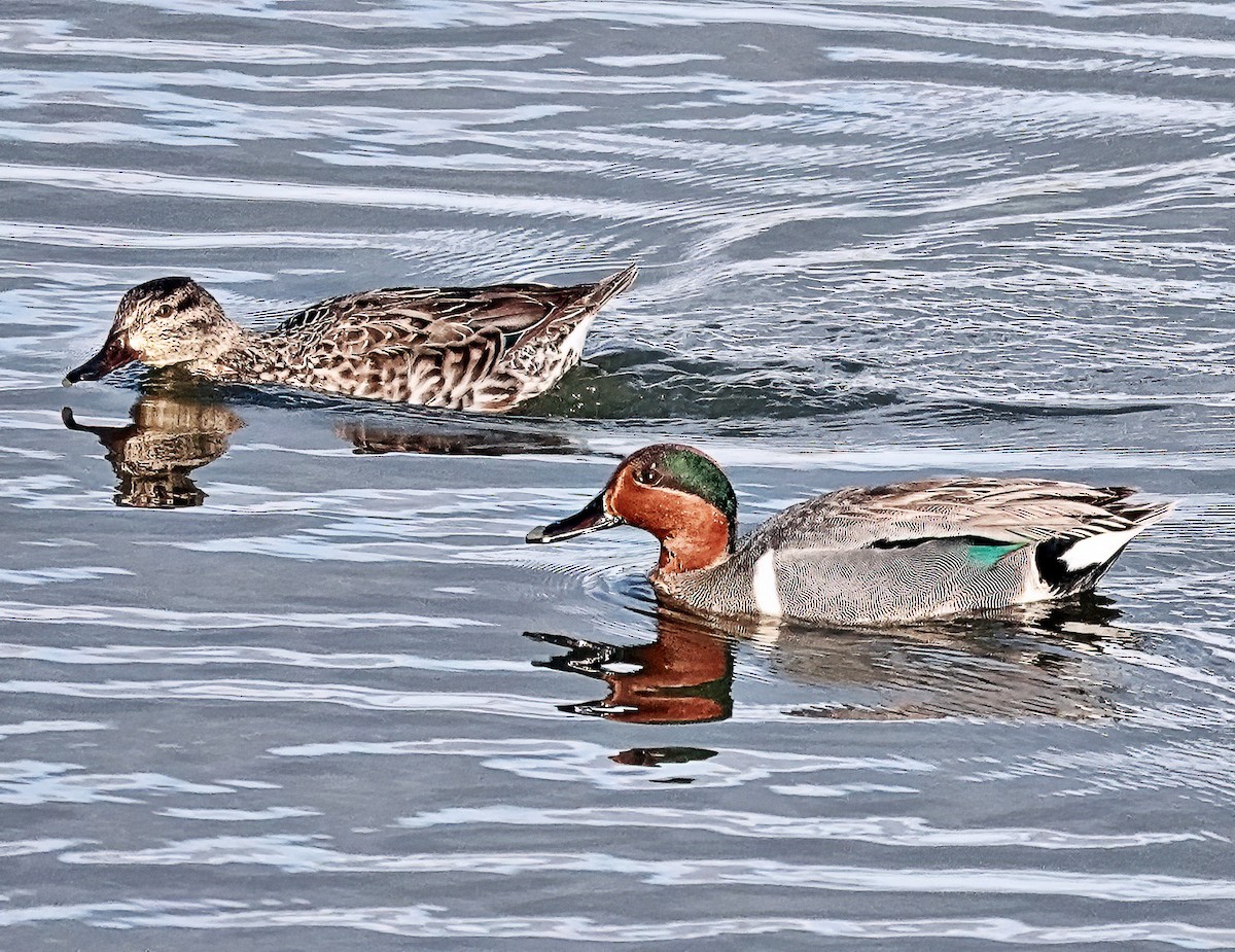 Green-winged Teal - ML617217091