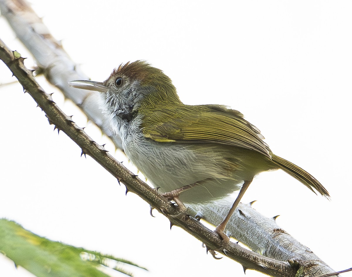 Dark-necked Tailorbird - A Huang Winoto