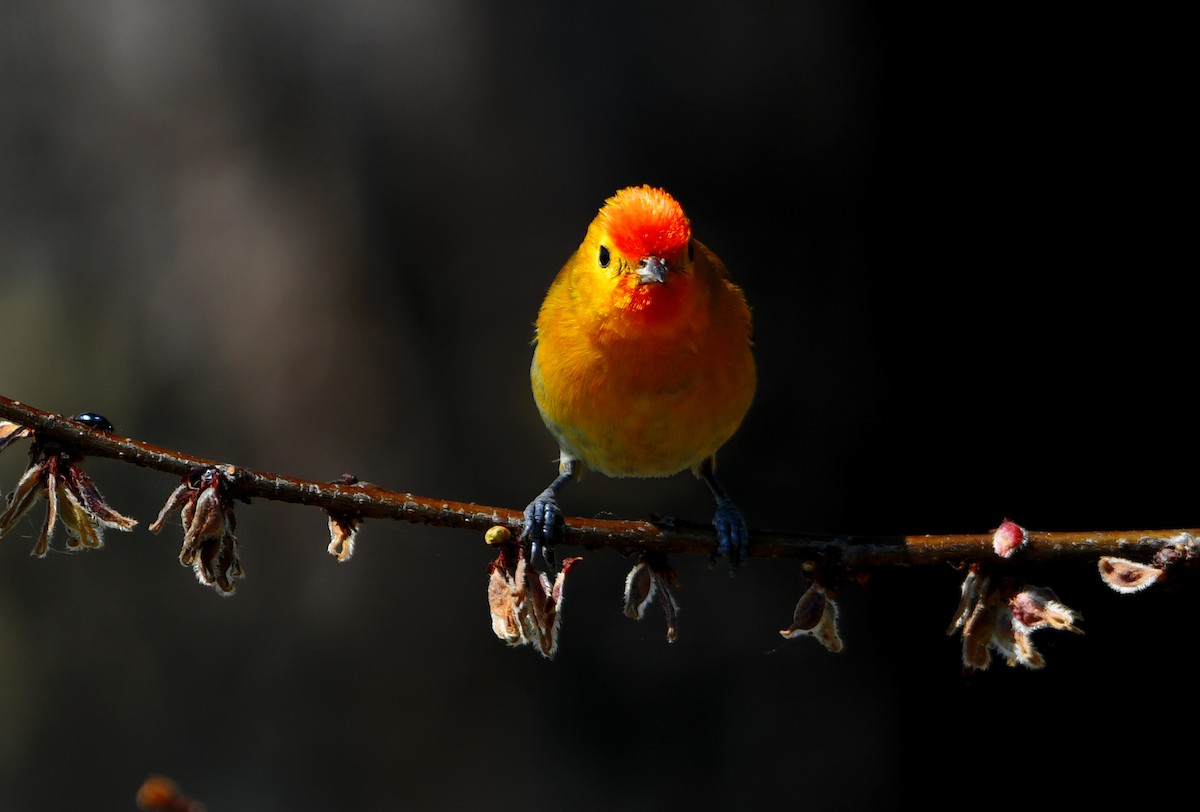 Fire-capped Tit - ML617217125