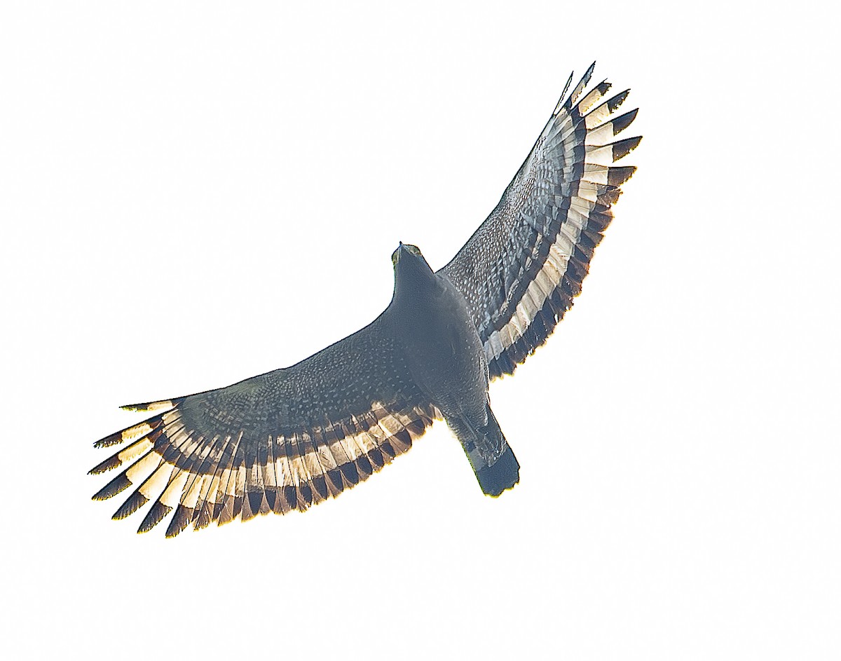 Crested Serpent-Eagle - ML617217200