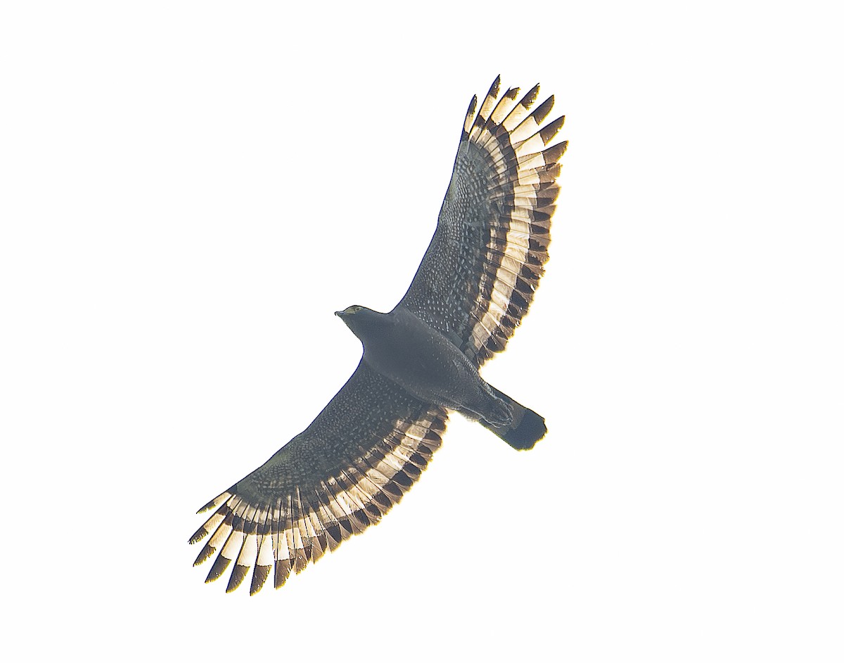 Crested Serpent-Eagle - ML617217201