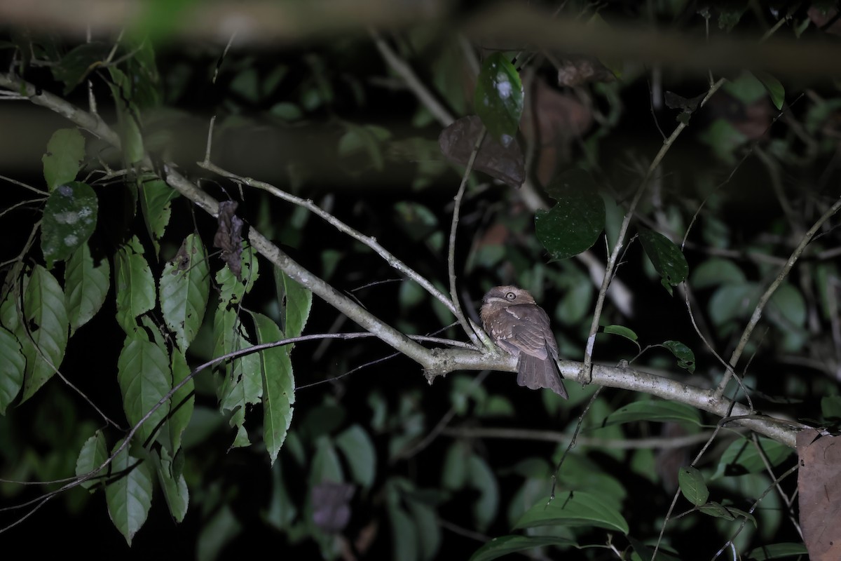 Gould's Frogmouth - ML617217416