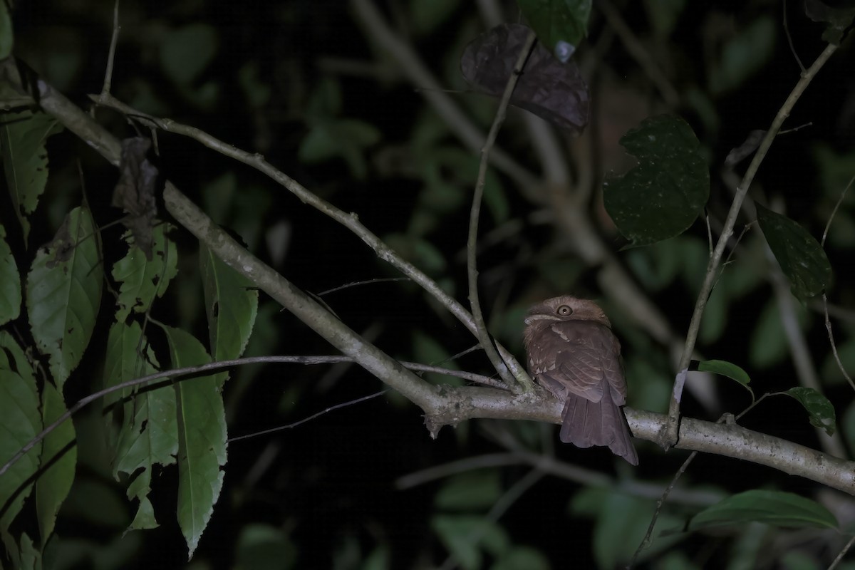 Gould's Frogmouth - ML617217422