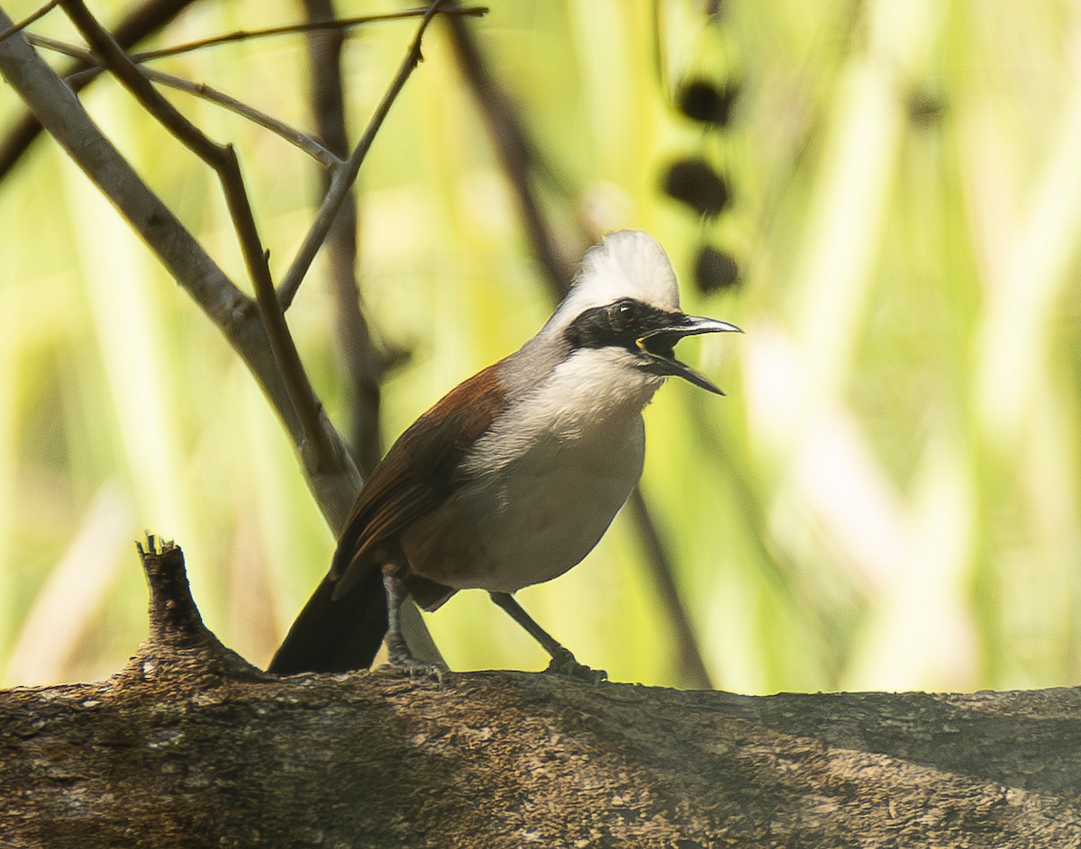 White-crested Laughingthrush - A Huang Winoto