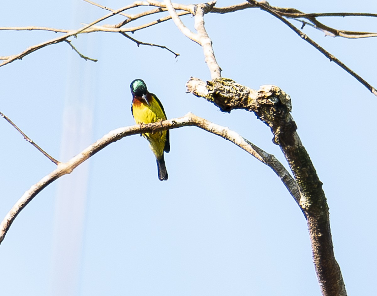 Brown-throated Sunbird - A Huang Winoto