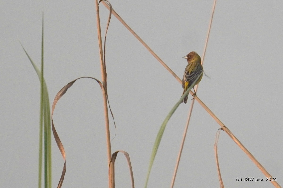 Red-headed Bunting - ML617217532