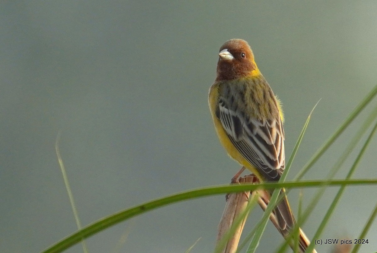 Red-headed Bunting - ML617217533