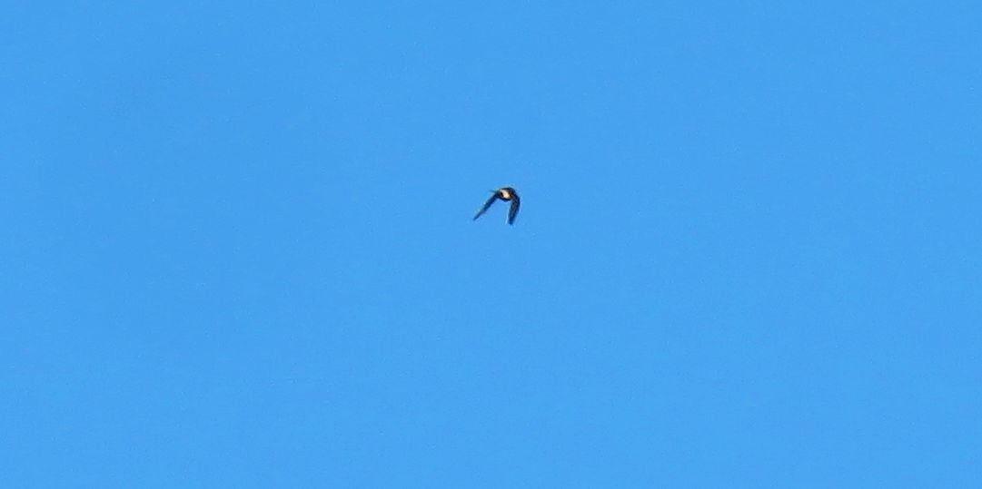 Red-rumped Swallow (Red-rumped) - ML617217690