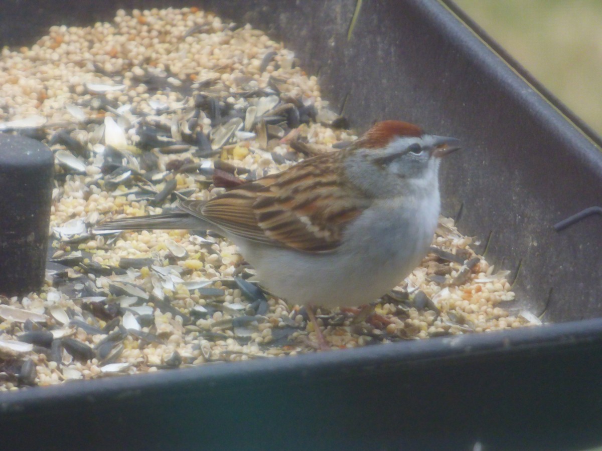 Chipping Sparrow - ML617217744