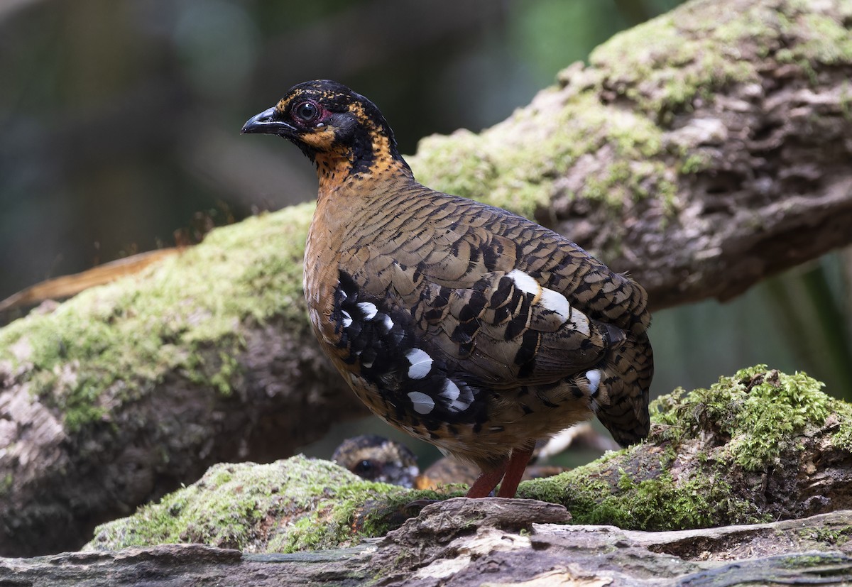 Red-breasted Partridge - ML617217785