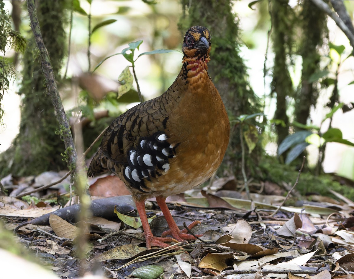 Red-breasted Partridge - ML617217786