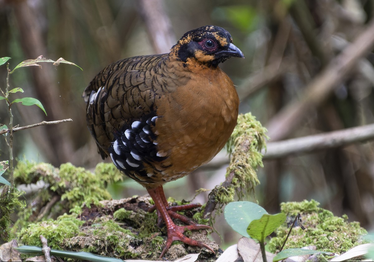 Red-breasted Partridge - ML617217788