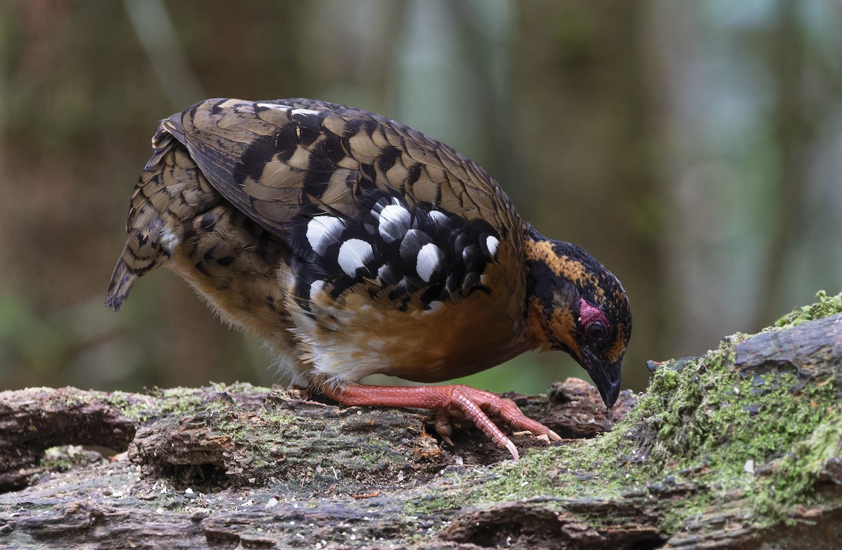 Red-breasted Partridge - ML617217790