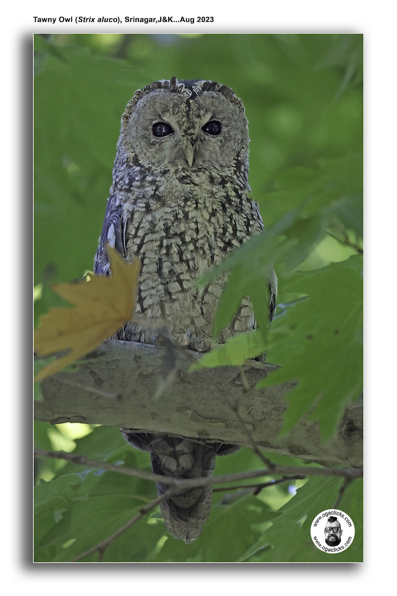 Tawny Owl - ML617217914