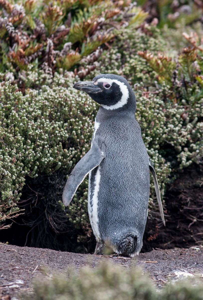 tučňák magellanský - ML617217924