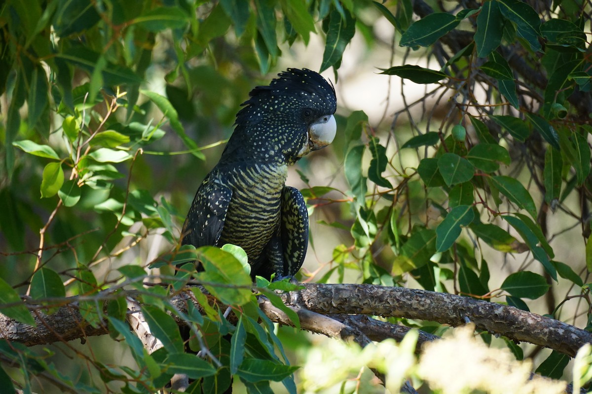 Red-tailed Black-Cockatoo - ML617217959