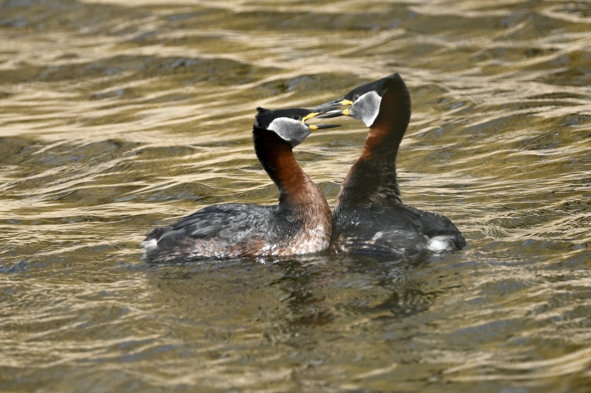 Red-necked Grebe - ML617217960