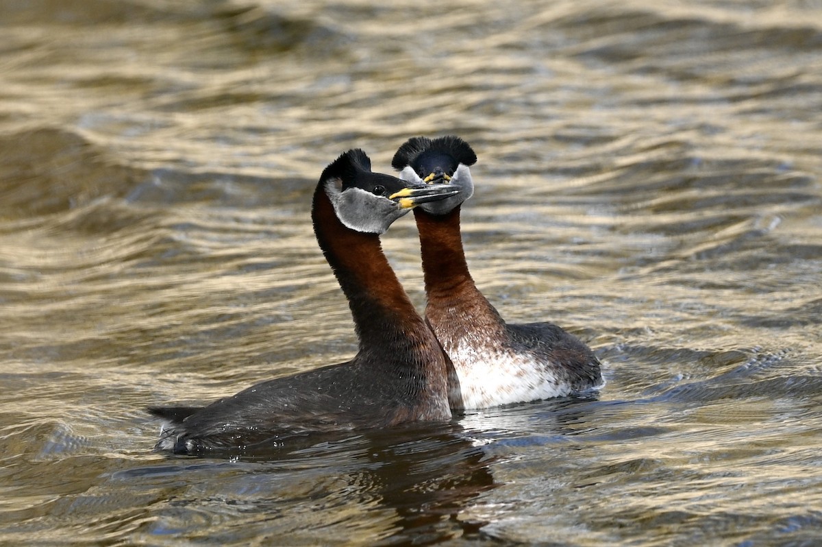 Red-necked Grebe - ML617217962
