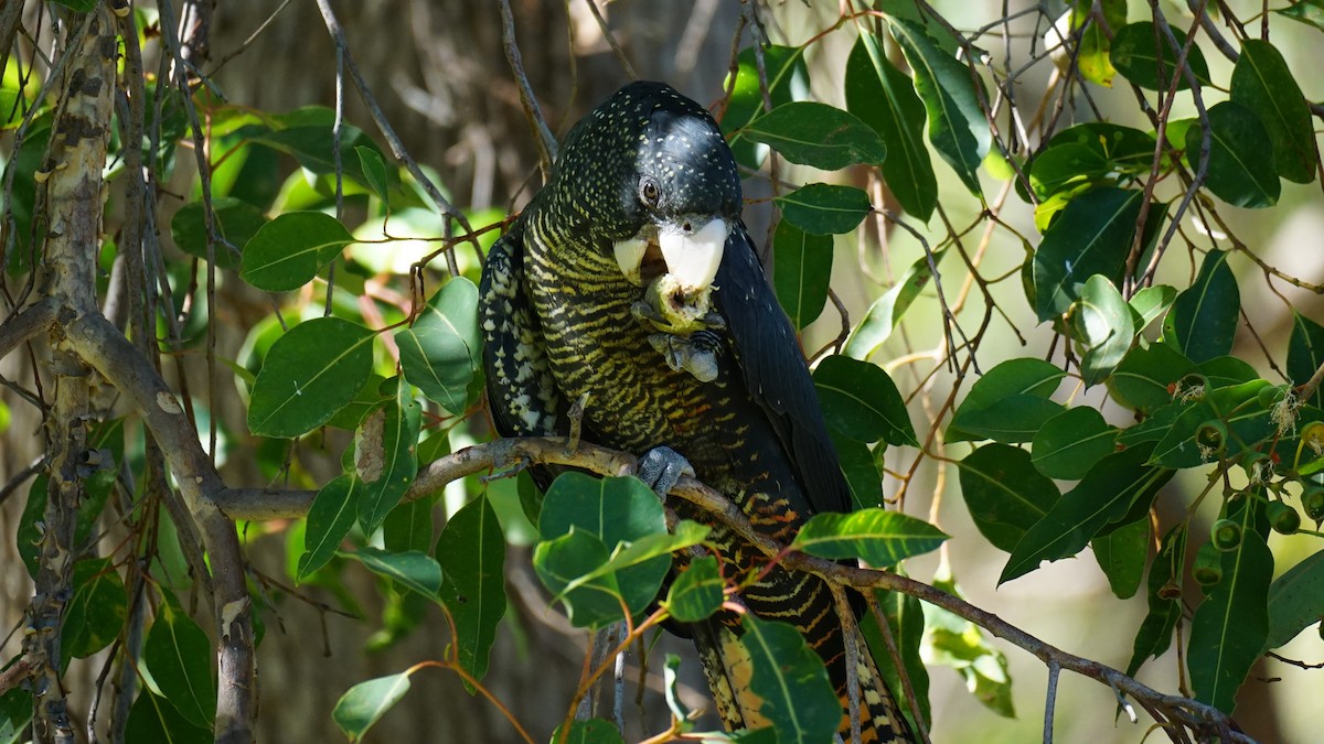 Red-tailed Black-Cockatoo - ML617218023