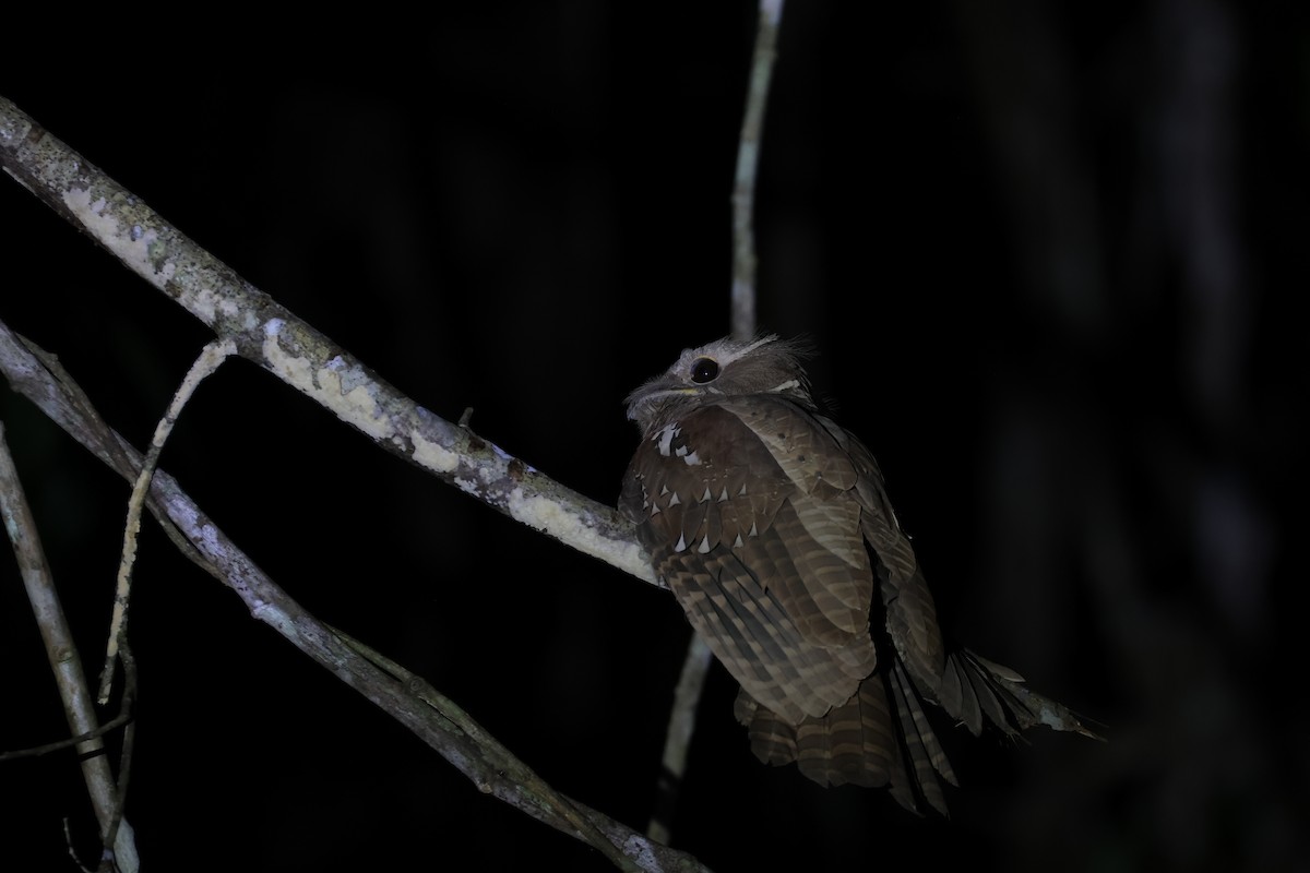 Large Frogmouth - ML617218135