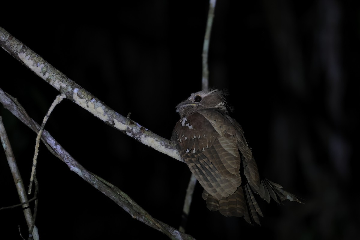 Large Frogmouth - ML617218138