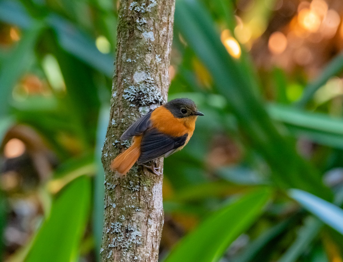 Black-and-orange Flycatcher - Arun Raghuraman