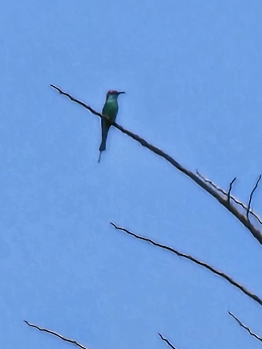 Rufous-crowned Bee-eater - Eire Daproza-Rivera