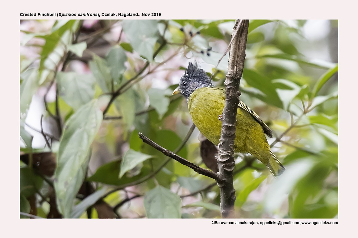 Crested Finchbill - Saravanan Janakarajan