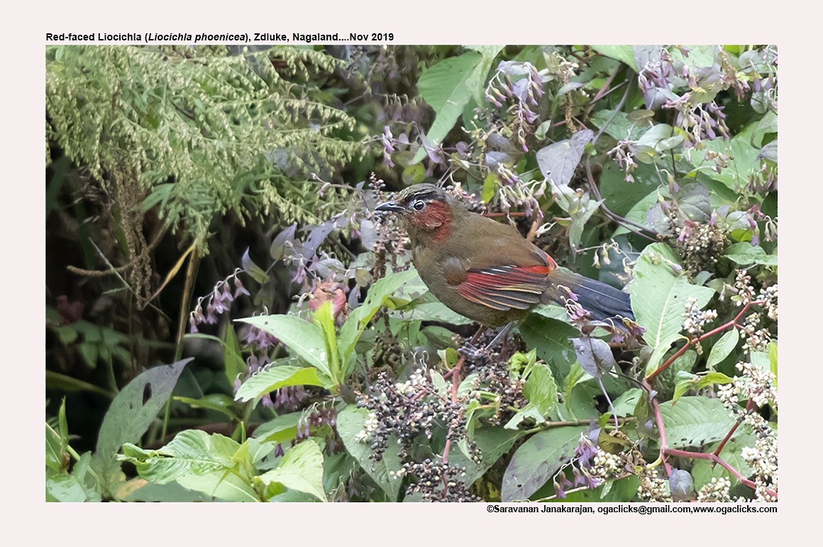 Red-faced Liocichla - ML617218246