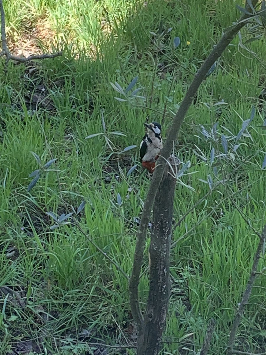 Great Spotted Woodpecker - Alexandre Rica Cardoso