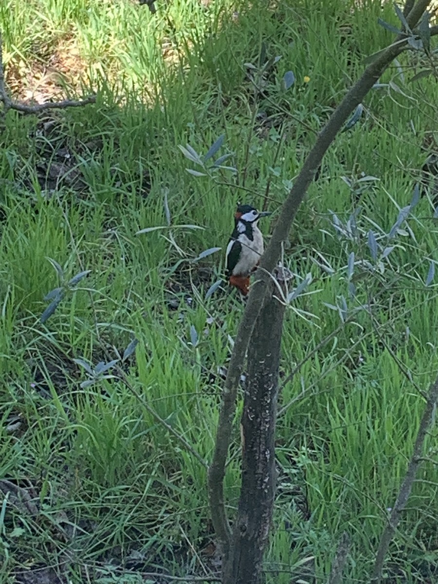 Great Spotted Woodpecker - ML617218250