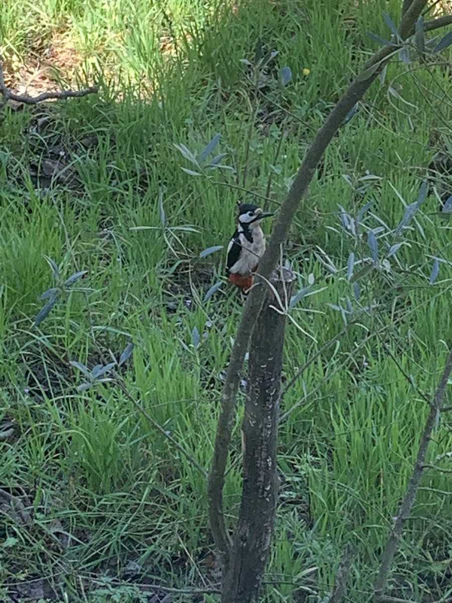 Great Spotted Woodpecker - ML617218252