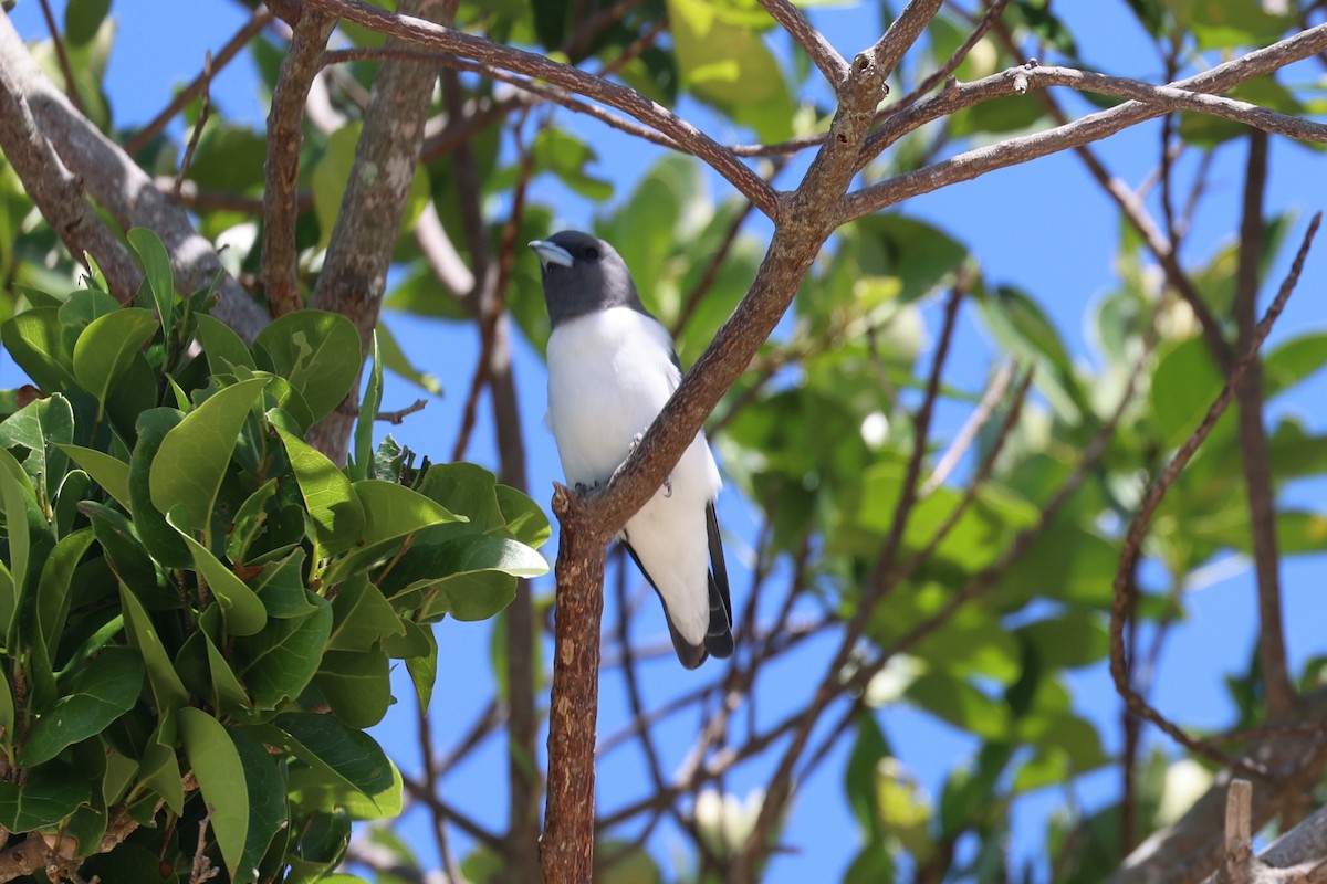 White-breasted Woodswallow - ML617218318