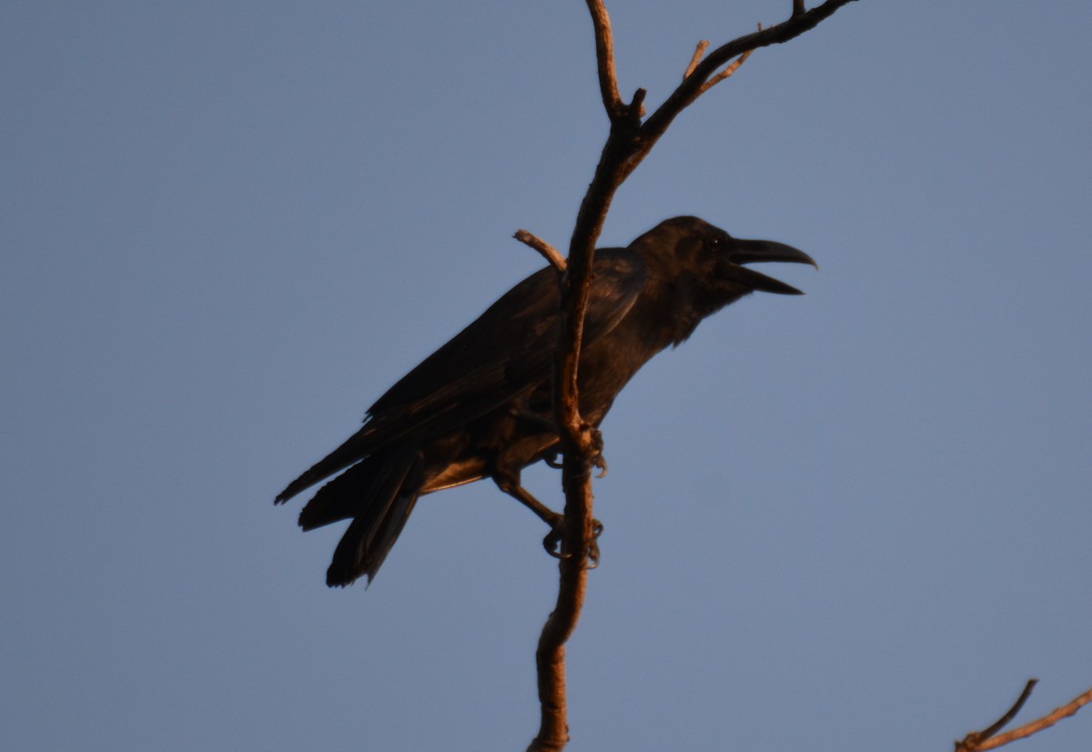 Large-billed Crow - Doug Overacker