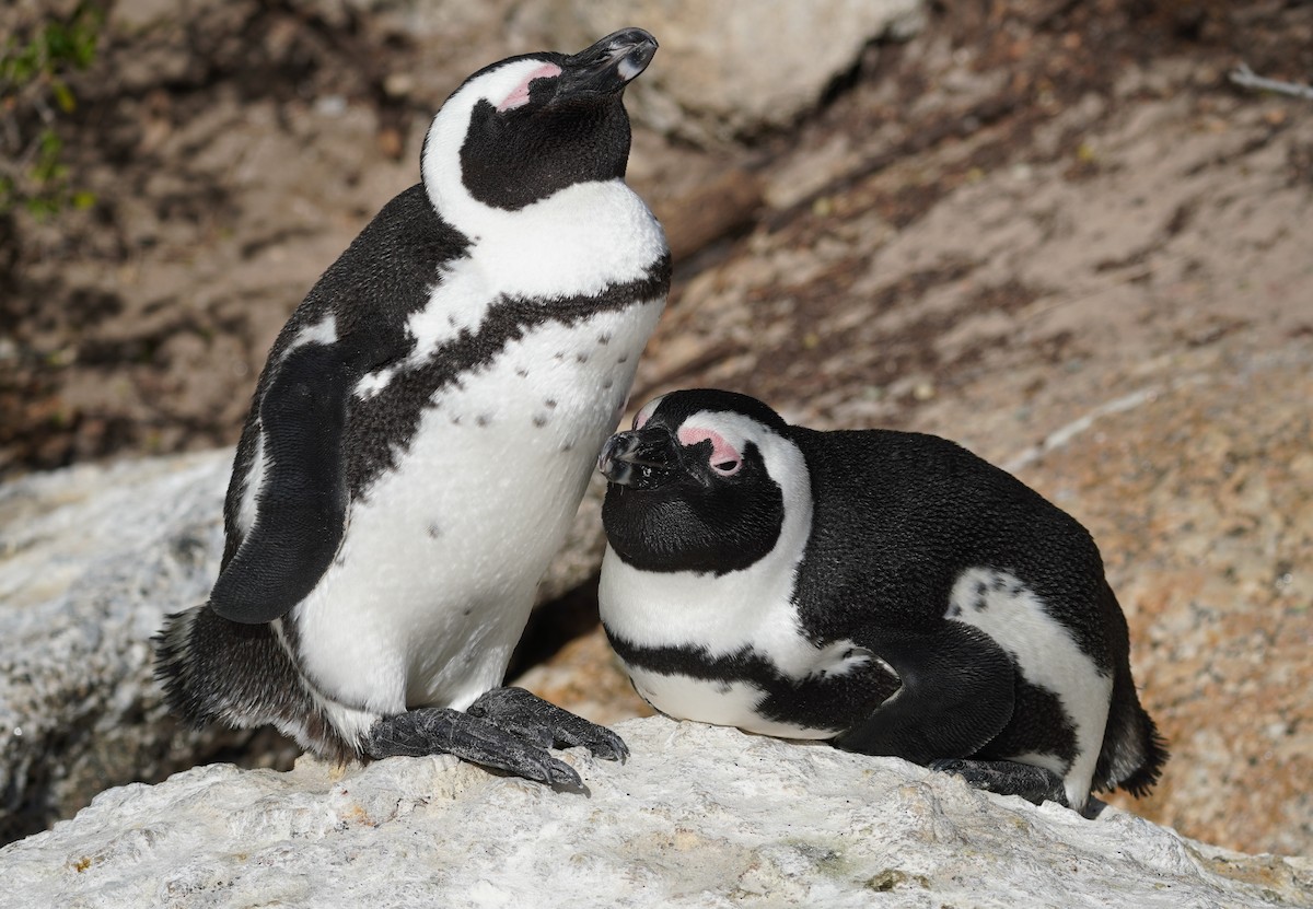 Pingüino de El Cabo - ML617218385